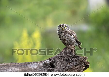 Little owl (Athene noctua) sitting on tree trunk, frontal, Kiskunság, Hungary, Europe View Large Photo Image Picture - Little owl (Athene noctua) sitting on tree trunk, frontal, Kiskunság, Hungary, Europe. Fotosearch