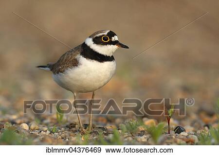 Little ringed plover (Charadrius dubius), Middle Elbe Biosphere Reserve, Saxony-Anhalt, Germany, Europe View Large Photo Image Stock Photo - Little ringed plover (Charadrius dubius), Middle Elbe Biosphere Reserve, Saxony-Anhalt, Germany, Europe. Fotosearch