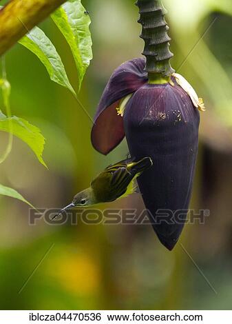 Stock Photograph - Little spiderhunter (Arachnothera longirostra) on banana blossom, Kaeng Krachan National Park, Thailand, Asia. Fotosearch
