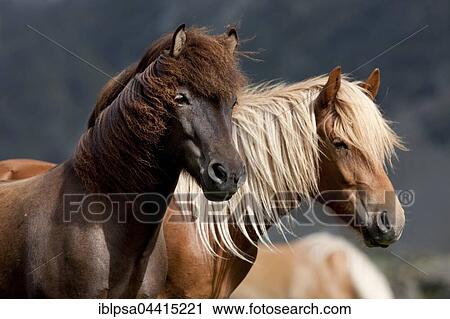 Liver chestnut and dun Icelandic, pasture, Kühtai, Tyrol, Austria, Europe View Large Photo Image Stock Image - Liver chestnut and dun Icelandic, pasture, Kühtai, Tyrol, Austria, Europe. Fotosearch
