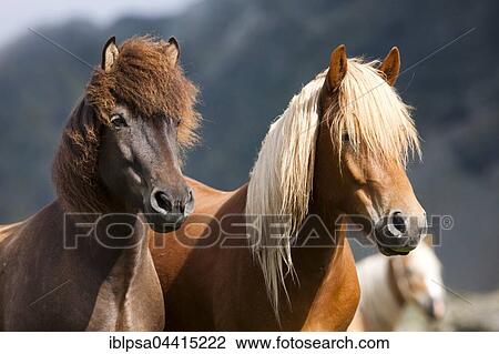 Liver chestnut and dun Icelandic, pasture, Kühtai, Tyrol, Austria, Europe View Large Photo Image Stock Image - Liver chestnut and dun Icelandic, pasture, Kühtai, Tyrol, Austria, Europe. Fotosearch