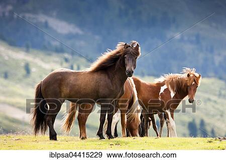 Liver Chestnut and Sorrel Pinto Icelandic in a pasture, Kühtai, Tyrol, Austria, Europe View Large Photo Image Stock Photo - Liver Chestnut and Sorrel Pinto Icelandic in a pasture, Kühtai, Tyrol, Austria, Europe. Fotosearch