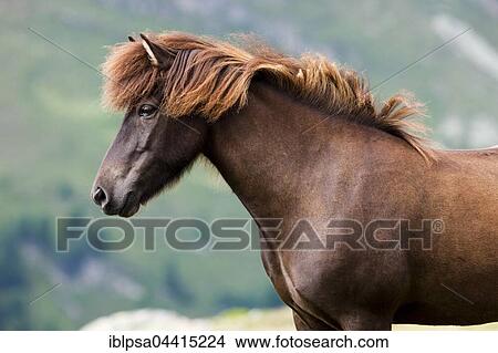 Liver chestnut Icelandic, pasture, Kühtai, Tyrol, Austria, Europe View Large Photo Image Picture - Liver chestnut Icelandic, pasture, Kühtai, Tyrol, Austria, Europe. Fotosearch