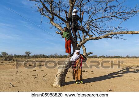 Local children posing on a dry tree, Bedouin, Sahel, Chad, Africa View Large Photo Image Stock Image - Local children posing on a dry tree, Bedouin, Sahel, Chad, Africa. Fotosearch
