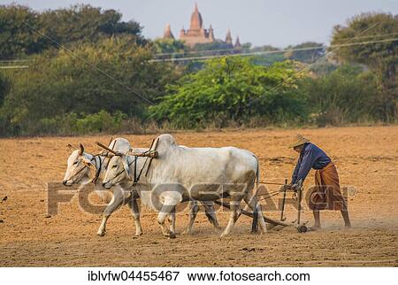 Local farmer plows the field with wooden plows and oxen, Bagan, Mandalay, Myanmar, Asia View Large Photo Image Stock Photo - Local farmer plows the field with wooden plows and oxen, Bagan, Mandalay, Myanmar, Asia. Fotosearch