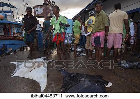 Local fishermen with reef manta ray (Manta alfredi) in front of fish market, Beruwela, Western Province, Sri Lanka, Asia View Large Photo Image Stock Image - Local fishermen with reef manta ray (Manta alfredi) in front of fish market, Beruwela, Western Province, Sri Lanka, Asia. Fotosearch