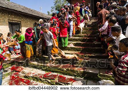 Local man is pulling a dead goat down stairs, sacrificed at the Khadga Devi Mandir Temple, Darsain Hindu Festival, Bandipur, Tanahun, Nepal, Asia View Large Photo Image Stock Image - Local man is pulling a dead goat down stairs, sacrificed at the Khadga Devi Mandir Temple, Darsain Hindu Festival, Bandipur, Tanahun, Nepal, Asia. Fotosearch