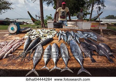 Local Sinhalese man selling fresh fish on roadside, Weligama, Southern Province, Sri Lanka, Asia View Large Photo Image Picture - Local Sinhalese man selling fresh fish on roadside, Weligama, Southern Province, Sri Lanka, Asia. Fotosearch