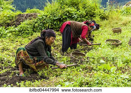 Local women are harvesting potatoes on a green field, Timang, Manang District, Nepal, Asia View Large Photo Image Picture - Local women are harvesting potatoes on a green field, Timang, Manang District, Nepal, Asia. Fotosearch