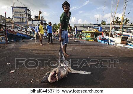 Local young man dragging small Longfin Mako shark (Isurus paucus) by tail, open mouth, fish market, Beruwela, Western Province, Sri Lanka, Asia View Large Photo Image Stock Photography - Local young man dragging small Longfin Mako shark (Isurus paucus) by tail, open mouth, fish market, Beruwela, Western Province, Sri Lanka, Asia. Fotosearch