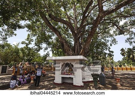 Locals sitting around sacred fig or bodhi (Ficus religiosa) tree, Temple Weherahena Temple, Matara, Southern Province, Sri Lanka, Asia View Large Photo Image Picture - Locals sitting around sacred fig or bodhi (Ficus religiosa) tree, Temple Weherahena Temple, Matara, Southern Province, Sri Lanka, Asia. Fotosearch