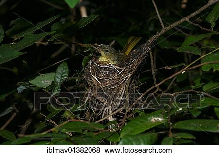 Stock Photo - Long-billed bernieria (Bernieria madagascariensis) in nest, Ankarafantsika National Park, Northwest Madagascar, Madagascar, Africa. Fotosearch