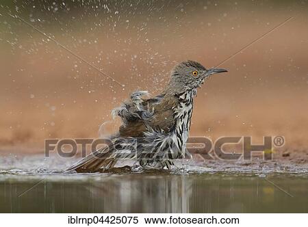 Stock Photography - Long-billed Thrasher (Toxostoma longirostre), adult bathing, Rio Grande Valley, Texas, USA, North America. Fotosearch