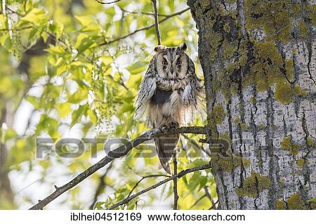 Long-eared Owl (Asio otus) sitting on branch, Lake Neusiedl, Burgenland, Austria, Europe View Large Photo Image Stock Photo - Long-eared Owl (Asio otus) sitting on branch, Lake Neusiedl, Burgenland, Austria, Europe. Fotosearch