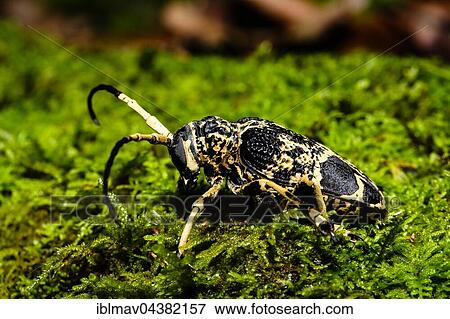 Stock Photo - Longhorn beetles (Cerambycidae sp. ) in moss, Amber Mountain, Madagascar, Africa. Fotosearch
