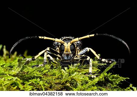 Stock Photo - Longhorn beetles (Cerambycidae sp. ) in moss, Amber Mountain, Madagascar, Africa. Fotosearch