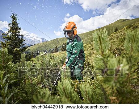 Lumberjack cutting mountain pines (Pinus mugo) with motor saw, mountain landscape, Alps, Hintertux, Tuxertal, Zillertal, Tyrol, Austria, Europe View Large Photo Image Stock Photo - Lumberjack cutting mountain pines (Pinus mugo) with motor saw, mountain landscape, Alps, Hintertux, Tuxertal, Zillertal, Tyrol, Austria, Europe. Fotosearch