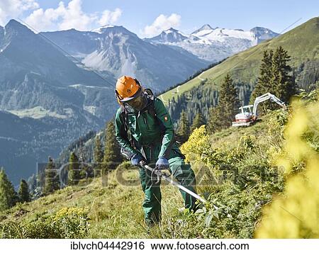 Stock Photograph - Lumberjack on the pasture, mountain landscape, Alps, Hintertux, Tuxertal, Zillertal, Tyrol, Austria, Europe. Fotosearch
