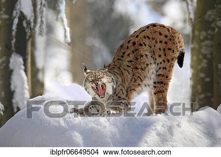 Lynx, Eurasian lynx, Eurasian lynx (Lynx lynx), European Lynx, in winter, Bavarian Forest National Park, Germany, Europe View Large Photo Image Picture - Lynx, Eurasian lynx, Eurasian lynx (Lynx lynx), European Lynx, in winter, Bavarian Forest National Park, Germany, Europe. Fotosearch