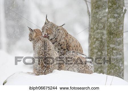 Lynx, Eurasian lynx, Eurasian lynx (Lynx lynx), European Lynx, in winter, Bavarian Forest National Park, Germany, Europe View Large Photo Image Picture - Lynx, Eurasian lynx, Eurasian lynx (Lynx lynx), European Lynx, in winter, Bavarian Forest National Park, Germany, Europe. Fotosearch