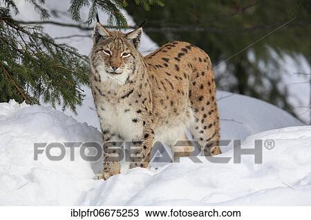 Lynx, Eurasian lynx, Eurasian lynx (Lynx lynx), European Lynx, in winter, Bavarian Forest National Park, Germany, Europe View Large Photo Image Stock Image - Lynx, Eurasian lynx, Eurasian lynx (Lynx lynx), European Lynx, in winter, Bavarian Forest National Park, Germany, Europe. Fotosearch