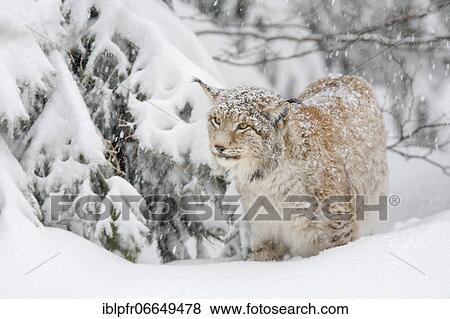 Lynx, Eurasian lynx, Eurasian lynx (Lynx lynx), European Lynx, in winter, Bavarian Forest National Park, Germany, Europe View Large Photo Image Stock Photo - Lynx, Eurasian lynx, Eurasian lynx (Lynx lynx), European Lynx, in winter, Bavarian Forest National Park, Germany, Europe. Fotosearch