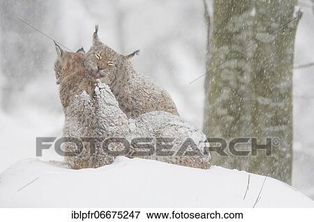 Lynx, Eurasian lynx, Eurasian lynx (Lynx lynx), European Lynx, in winter, Bavarian Forest National Park, Germany, Europe View Large Photo Image Stock Photo - Lynx, Eurasian lynx, Eurasian lynx (Lynx lynx), European Lynx, in winter, Bavarian Forest National Park, Germany, Europe. Fotosearch