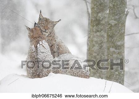 Stock Photograph - Lynx, Eurasian lynx, Eurasian lynx (Lynx lynx), European Lynx, in winter, Bavarian Forest National Park, Germany, Europe. Fotosearch