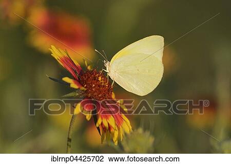 Lyside Sulphur or Guayacan Sulphur (Kricogonia lyside), feeding on Indian Blanket, Fire Wheel (Gaillardia pulchella), Texas, USA, North America View Large Photo Image Stock Image - Lyside Sulphur or Guayacan Sulphur (Kricogonia lyside), feeding on Indian Blanket, Fire Wheel (Gaillardia pulchella), Texas, USA, North America. Fotosearch