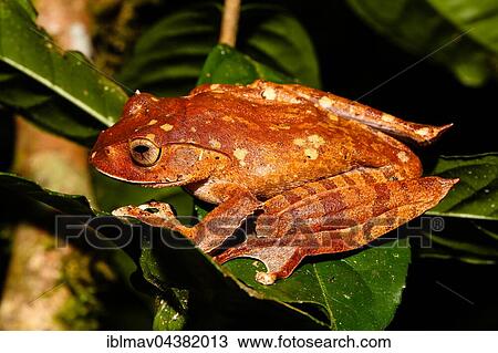 Stock Image - Madagascar brown tree frog (Boophis madagascariensis) on a leaf, Analamazoatra, Andasibe-Mantadia National Park, Madagascar, Africa. Fotosearch