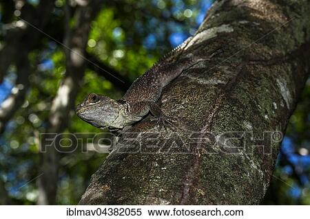 Madagascar collared iguana (Oplurus cuvieri) on a tree trunk, Ankarafantsika National Park, Boeny, Madagascar, Africa View Large Photo Image Stock Photography - Madagascar collared iguana (Oplurus cuvieri) on a tree trunk, Ankarafantsika National Park, Boeny, Madagascar, Africa. Fotosearch