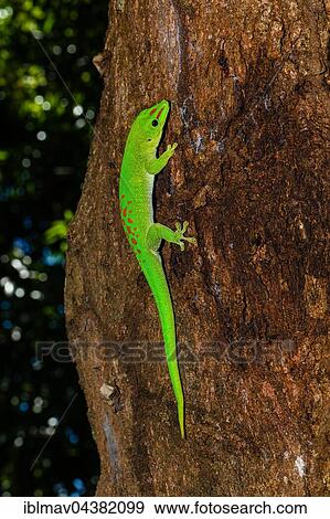 Madagascar Day gecko (Phelsuma madagascariensis grandis), male on tree trunk, Antsohihy, Sofia, Madagascar, Africa View Large Photo Image Stock Photo - Madagascar Day gecko (Phelsuma madagascariensis grandis), male on tree trunk, Antsohihy, Sofia, Madagascar, Africa. Fotosearch