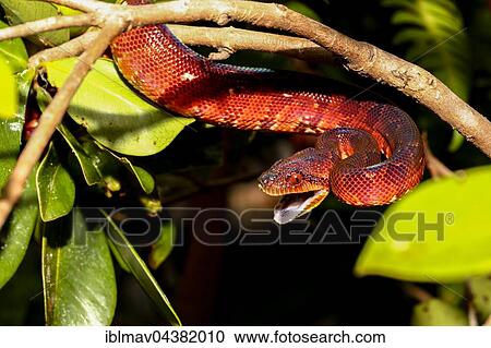 Stock Image - Madagascar tree boa (Sanzinia madagascariensis) on branch, Analamazoatra Special Reserve, Madagascar, Africa. Fotosearch