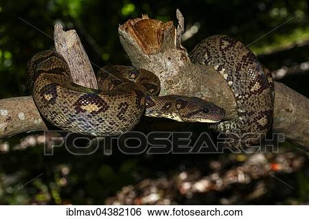 Madagascar Tree Boa (Sanzinia madagascariensis volontany) on branch, night, Madagascar, Africa View Large Photo Image Stock Photograph - Madagascar Tree Boa (Sanzinia madagascariensis volontany) on branch, night, Madagascar, Africa. Fotosearch