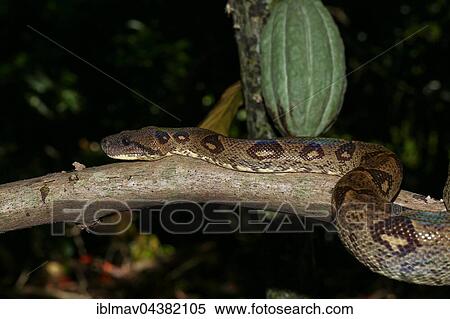 Madagascar tree boa (Sanzinia madagascariensis volontany) on branch, night time, Madagascar, Africa View Large Photo Image Stock Photography - Madagascar tree boa (Sanzinia madagascariensis volontany) on branch, night time, Madagascar, Africa. Fotosearch