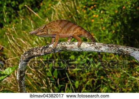 Madagascar two-horned chameleon (Furcifer bifidus), male, Andasibe-Mantadia National Park, Alaotra-Mangoro, Madagascar, Africa View Large Photo Image Stock Photo - Madagascar two-horned chameleon (Furcifer bifidus), male, Andasibe-Mantadia National Park, Alaotra-Mangoro, Madagascar, Africa. Fotosearch