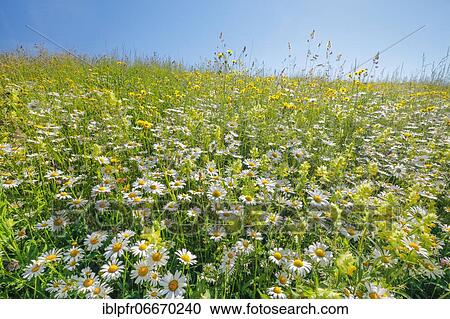 Magerwiese, Zurich Oberland, Switzerland, Europe View Large Photo Image Stock Image - Magerwiese, Zurich Oberland, Switzerland, Europe. Fotosearch