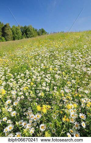 Magerwiese, Zurich Oberland, Switzerland, Europe View Large Photo Image Stock Image - Magerwiese, Zurich Oberland, Switzerland, Europe. Fotosearch