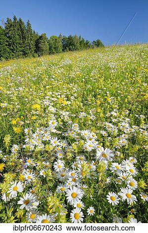 Magerwiese, Zurich Oberland, Switzerland, Europe View Large Photo Image Stock Image - Magerwiese, Zurich Oberland, Switzerland, Europe. Fotosearch