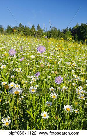 Magerwiese, Zurich Oberland, Switzerland, Europe View Large Photo Image Stock Image - Magerwiese, Zurich Oberland, Switzerland, Europe. Fotosearch
