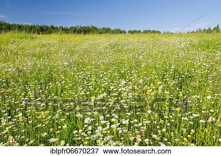 Stock Photo - Magerwiese, Zurich Oberland, Switzerland, Europe. Fotosearch