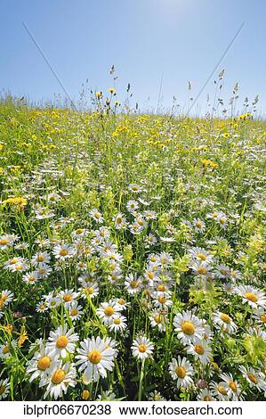 Stock Photo - Magerwiese, Zurich Oberland, Switzerland, Europe. Fotosearch