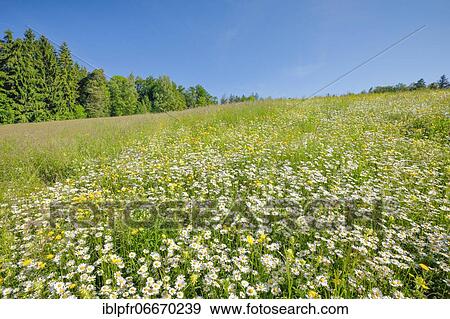 Magerwiese, Zurich Oberland, Switzerland, Europe View Large Photo Image Stock Photo - Magerwiese, Zurich Oberland, Switzerland, Europe. Fotosearch