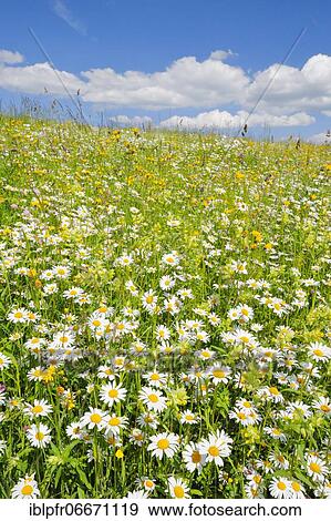 Stock Photo - Magerwiese, Zurich Oberland, Switzerland, Europe. Fotosearch