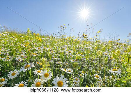 Stock Photo - Magerwiese, Zurich Oberland, Switzerland, Europe. Fotosearch