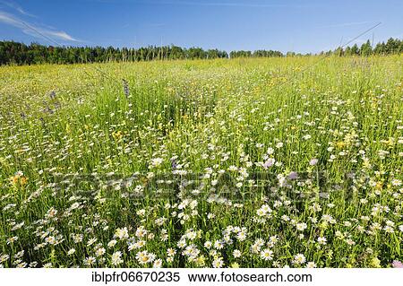Magerwiese, Zurich Oberland, Switzerland, Europe View Large Photo Image Stock Photography - Magerwiese, Zurich Oberland, Switzerland, Europe. Fotosearch