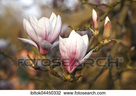 Stock Image - Magnolia (Magnolia sp. ) blossoms on tree, Bremen, Germany, Europe. Fotosearch