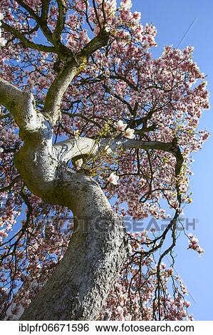 Stock Photograph - Magnolia (Magnolia). Fotosearch