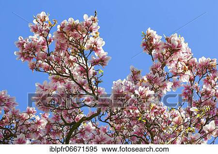 Stock Photography - Magnolia (Magnolia), Switzerland, Europe. Fotosearch