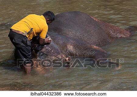 Mahout cleans Asian elephant (Elephas maximus), Maha Oya River, Pinnawala Elephant Orphanage, Central Province, Sri Lanka, Asia View Large Photo Image Stock Photograph - Mahout cleans Asian elephant (Elephas maximus), Maha Oya River, Pinnawala Elephant Orphanage, Central Province, Sri Lanka, Asia. Fotosearch